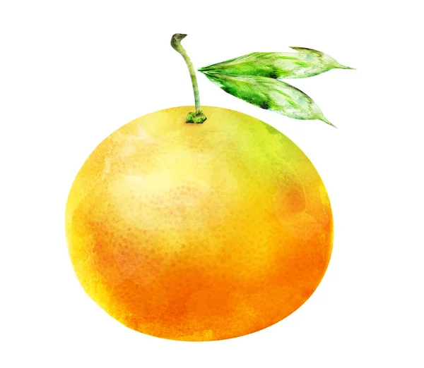 白の水彩オレンジ果実 — ストック写真