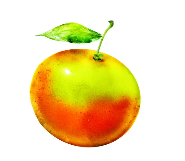 Watercolor Citrus Fruit White — Stock Photo, Image