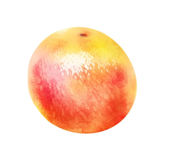 Akvarell Citrusfrukt Vit — Stockfoto