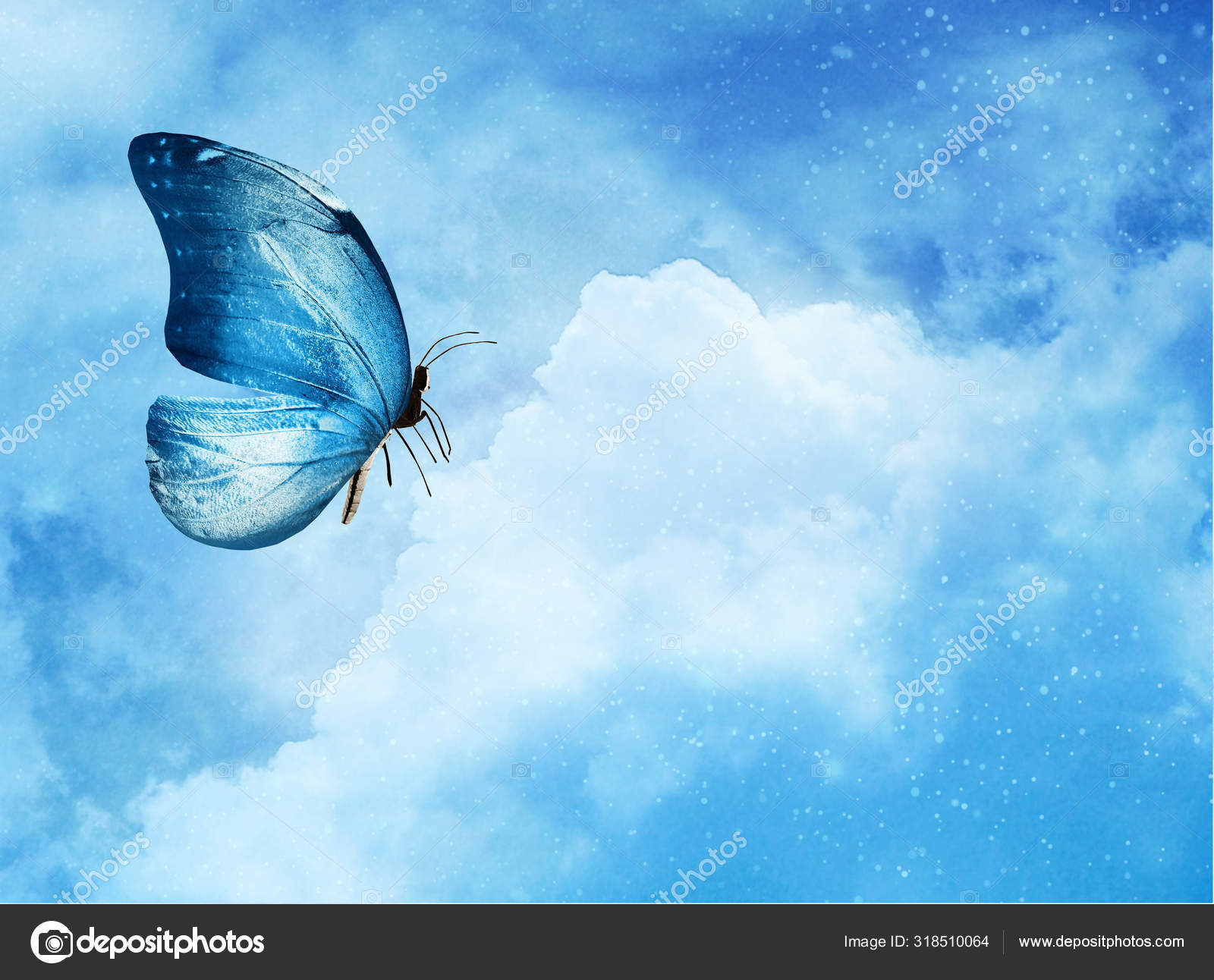 蓝色蝴蝶在天蓝色背景——图库图片© sun_tiger #318510064