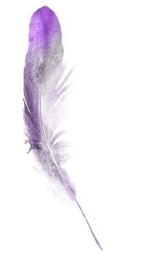 Suluboya tüyleri, beyaz arkaplanda izole