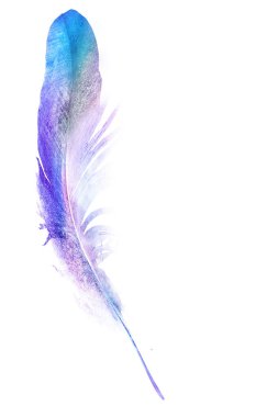 Suluboya tüyleri, beyaz arkaplanda izole