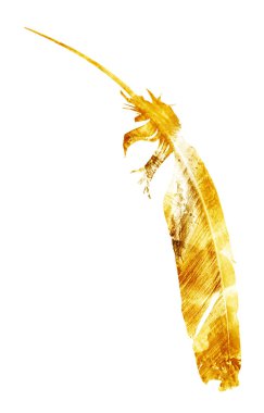 Suluboya tüyleri, beyaz arkaplanda izole