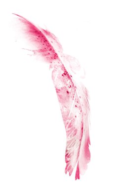 Suluboya tüyleri, beyaz arkaplanda izole