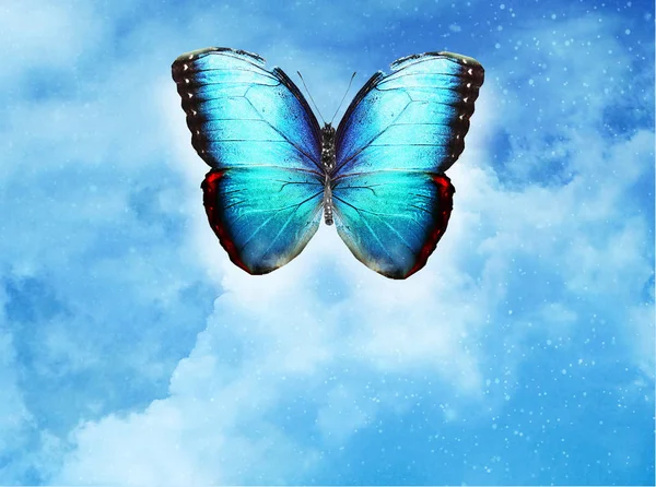 蓝色蝴蝶在天蓝色背景 — 图库照片