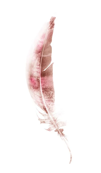 Watercolor Feathers Isolated White Background — Stock Photo, Image