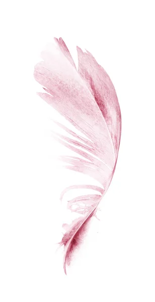 Watercolor Feathers Isolated White Background — Stock Photo, Image