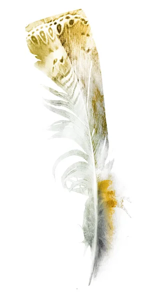 Suluboya Tüyleri Beyaz Arkaplanda Izole — Stok fotoğraf
