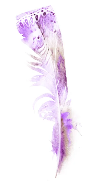 Watercolor Feathers Isolated White Background — Stock Photo, Image