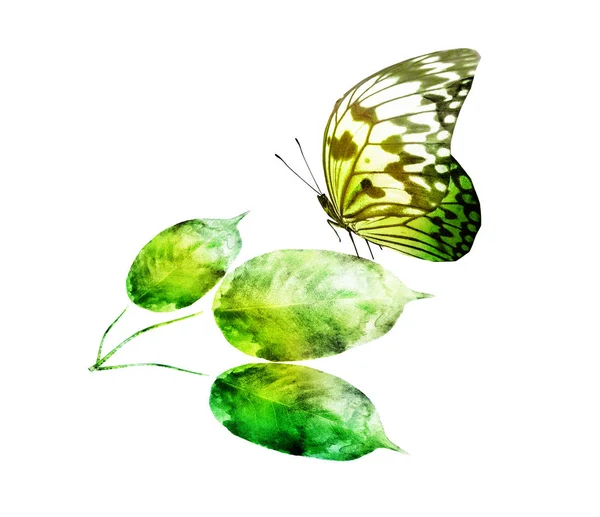 Φύλλο Ακουαρέλας Πεταλούδα Στο Λευκό Φόντο — Φωτογραφία Αρχείου