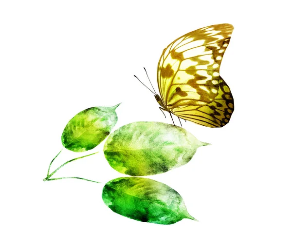 Aquarellblatt Mit Schmetterling Auf Weißem Hintergrund — Stockfoto