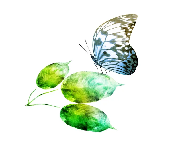 Akvarell Levél Pillangó Fehér Háttér — Stock Fotó
