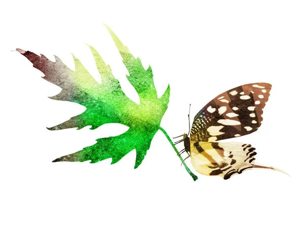 Aquarellblatt Mit Schmetterling Auf Weißem Hintergrund — Stockfoto