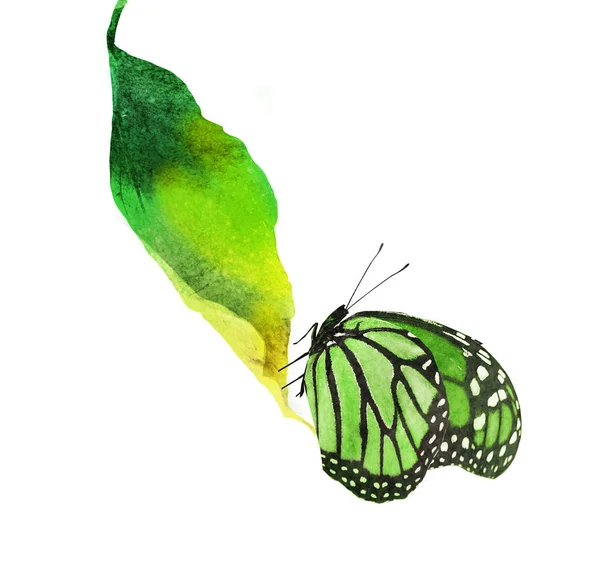 白地に蝶と水彩の葉 — ストック写真