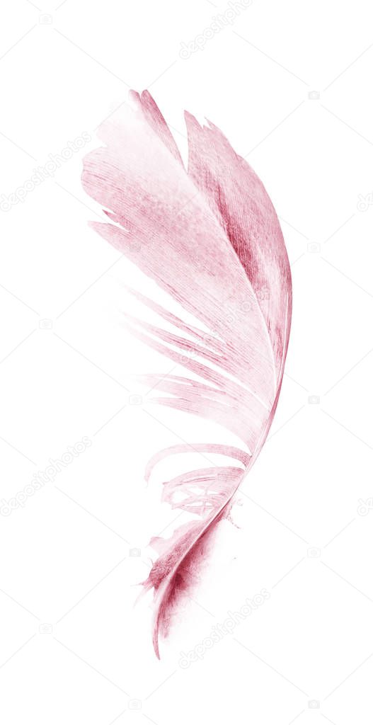 Watercolor feathers, isolated on white background