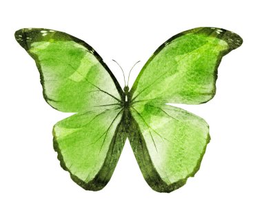 Beyaz arka planda izole edilmiş suluboya kelebeği