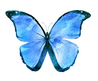 Beyaz arka planda izole edilmiş suluboya kelebeği