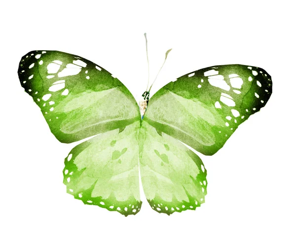 Farfalla Acquerello Isolata Sfondo Bianco — Foto Stock