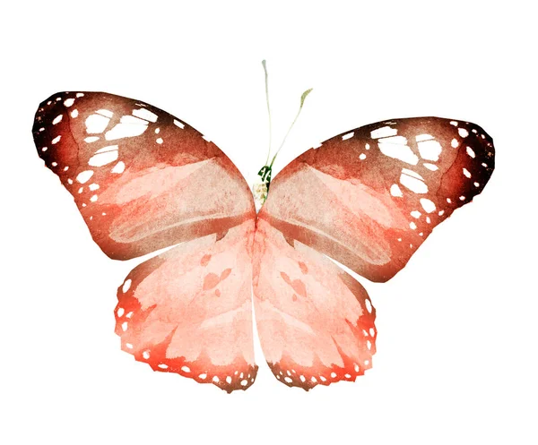 Aquarell Schmetterling Isoliert Auf Weißem Hintergrund — Stockfoto