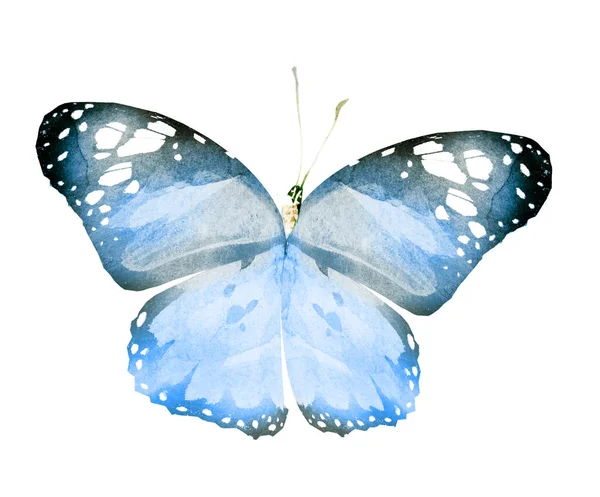 Акварельная Бабочка Изолированная Белом Фоне — стоковое фото