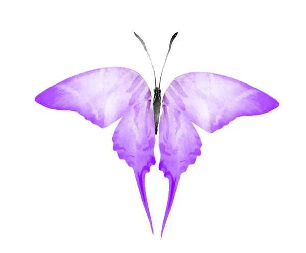 Farfalla Acquerello Isolata Sfondo Bianco — Foto Stock