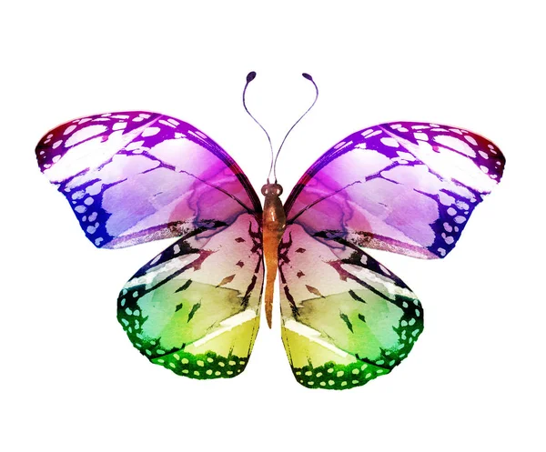 Waterkleur Vlinder Geïsoleerd Witte Achtergrond — Stockfoto