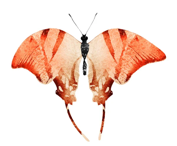 Акварель Метелик Ізольований Білому Тлі — стокове фото