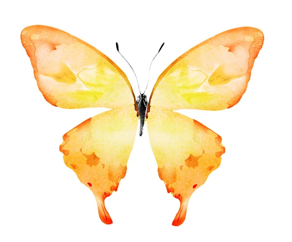 Waterkleur Vlinder Geïsoleerd Witte Achtergrond — Stockfoto