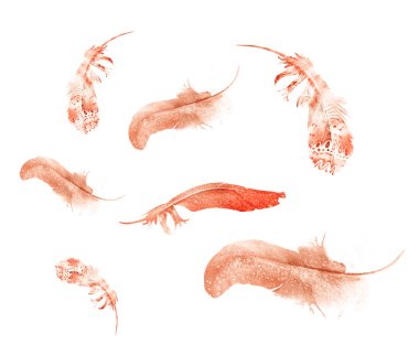 Suluboya tüyleri, beyaz arkaplanda izole