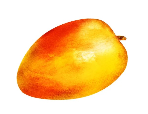 Akvarell mangó fehér — Stock Fotó