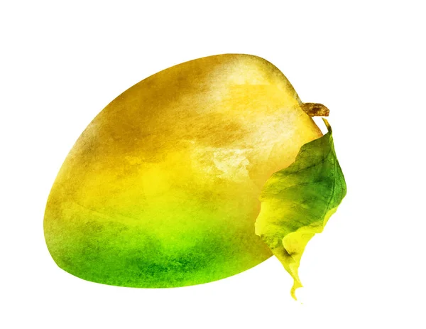 Акварельний манго на білому — стокове фото