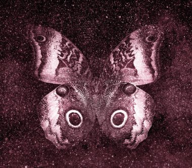 Kelebekli, yıldızlı gökyüzü