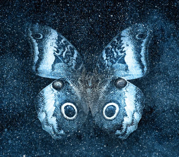 Univers ciel étoilé avec papillon — Photo