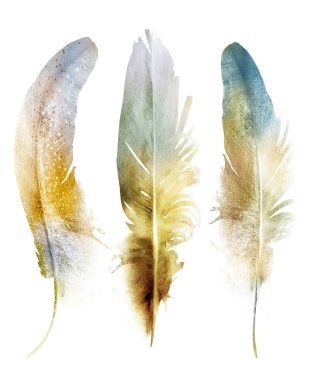 Suluboya tüyleri, beyaz arkaplanda izole