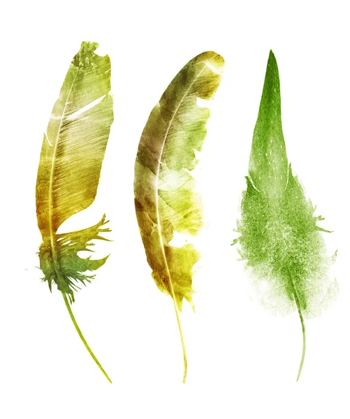Watercolor feathers , isolated on white background — Stock Photo, Image