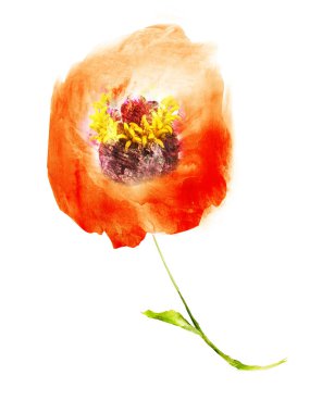 Suluboya çiçeği, beyaz arkaplanda izole