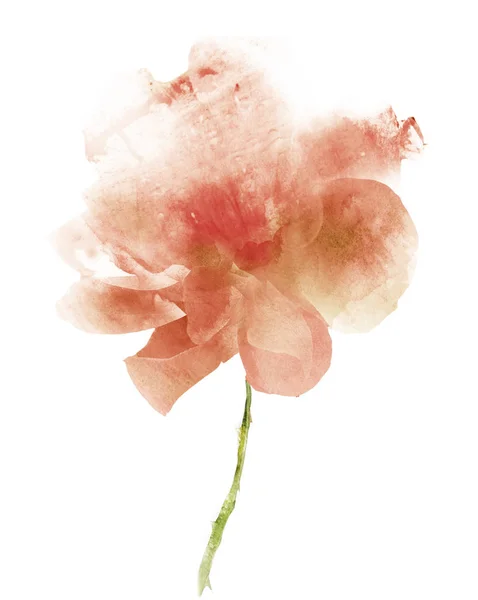 Fleur aquarelle, isolée sur fond blanc — Photo