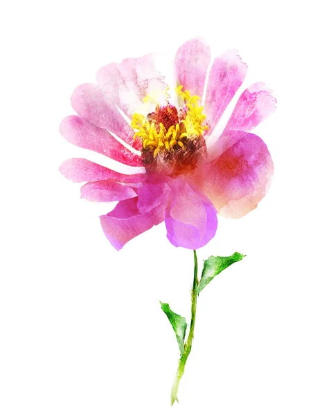 Watercolor flower , isolated on white background — Stock Photo, Image