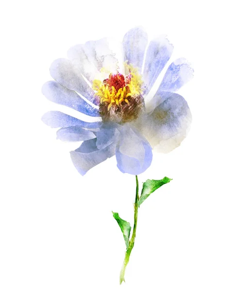 水彩花，白色背景隔离 — 图库照片