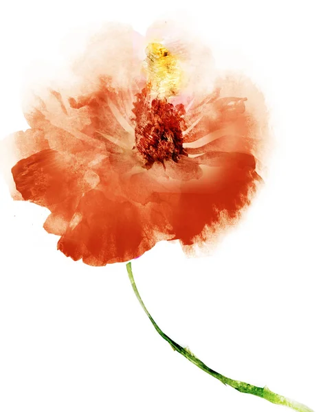 Watercolor flower , isolated on white background — Stock Photo, Image