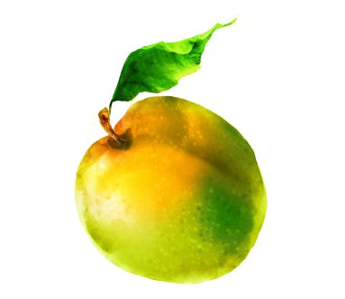 Beyaz üzerine suluboya kayısı