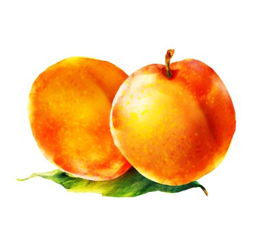 Beyaz üzerine suluboya kayısı