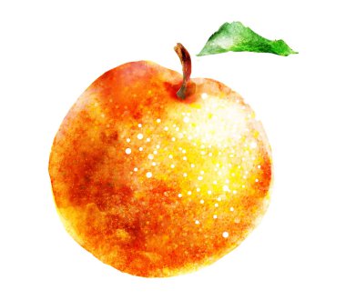 Beyaz üzerine suluboya kayısı