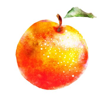 Beyaz üzerine suluboya kayısı