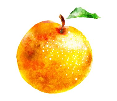 Beyaz üzerine suluboya kayısı