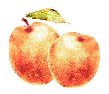 Beyaz üzerine suluboya kayısı