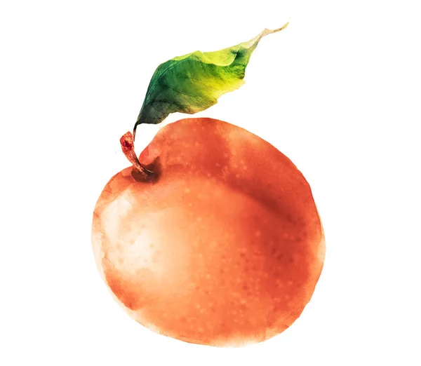 Watercolor apricot on white — Stock Photo, Image