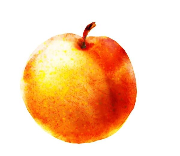 Акварельний абрикос на білому — стокове фото