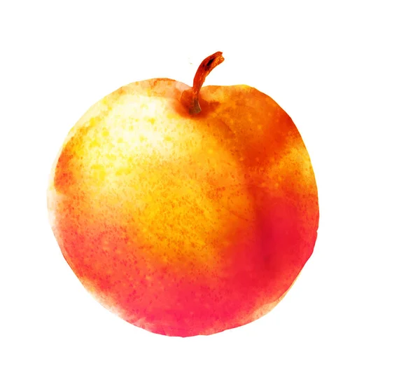 Watercolor apricot on white — Stock Photo, Image