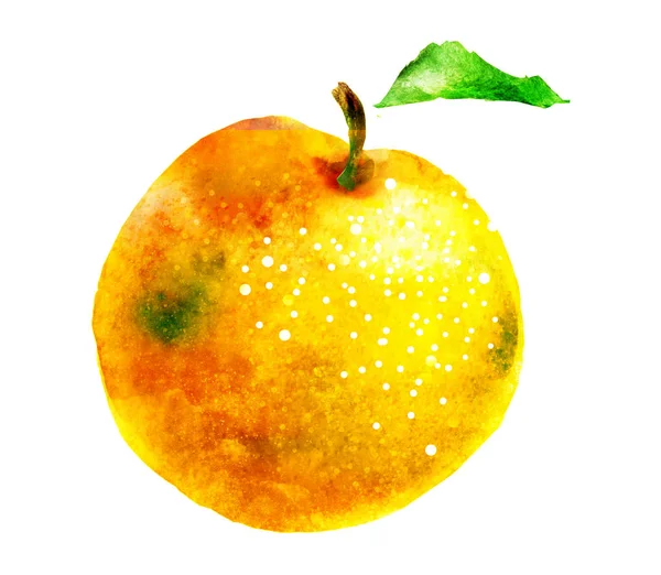 Watercolor apricot on white — Stock Photo, Image